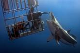 Редкие фотки водолазов, которые кормят белую акулу. ФОТО