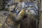 Удивительная история манулов из Новосибирска — хищников, которых выкормила домашняя кошка. ФОТО