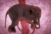 Как выглядят животные в утробе матери. ФОТО
