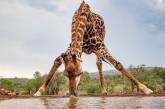 Жираф почти сел на шпагат, чтобы попить воды. ФОТО
