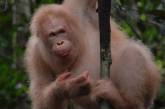 Здоров и счастлив: единственный в мире орангутан-альбинос выжил в дикой природе. ФОТО