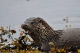 Победители фотоконкурса Mammal Photographer 2020. ФОТО