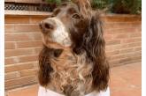 Коронавирус: испанцы стали брать чужих собак в аренду, чтобы иметь возможность выйти из дома. ФОТО