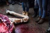 В датском зоопарке предложили убить еще одного жирафа Мариуса