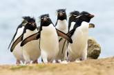 Из-за коронавируса в США закрыли океанариум: по залам гуляют пингвины. ВИДЕО