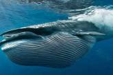  Дайвера из ЮАР чуть не проглотил кит как библейского Иону. ФОТО