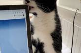 «Коты и коронавирус»: Сеть позабавили смешные снимки. ФОТО