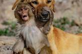 Собака «усыновила» осиротевшую обезьянку. ВИДЕО