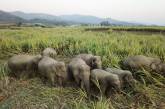 Слоны ворвались в китайскую деревню, напились вина и вырубились. ФОТО