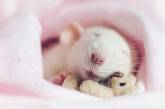 Очаровательные крыски с плюшевыми мишками. ФОТО