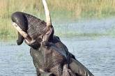 Дикие слоны разгромили ангольскую деревню