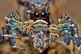 Красочные снимки милых пауков, жуков, змей и прочих тварей. ФОТО
