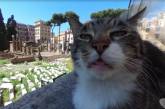 «Поддатый» кот попал на панораму Google-карт и за сутки стал знаменитым на весь мир. ФОТО