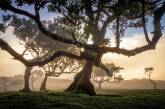 Живописные деревья древнего леса на острове Мадейра. ФОТО