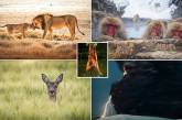 Самые впечатляющие снимки дикой природы с фотоконкурса Agora #Wild2020. ФОТО