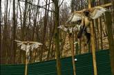 Экологи призывают сделать охотничьи угодья Януковича природными парками