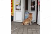 Курьезы. Собака соблюдает требования карантина у мясного магазина. ФОТО