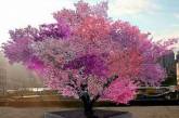 Удивительное дерево, на котором растет 40 видов фруктов. ФОТО