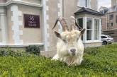 «Карантин в действии»: козы начали разгуливать по улицам уэльского города. ФОТО