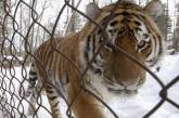 В китайском зоопарке от голода умерли одиннадцать редчайших тигров