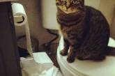 Котики и туалетная бумага. ФОТО