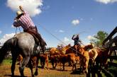 Ковбои и брыкающиеся лошади на снимках Лии Хеннел. ФОТО