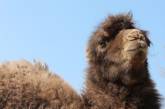 В Харьковском зоопарке родился верблюжонок. ВИДЕО