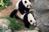 Первый секс за девять лет: в зоопарке Гонконга благодаря коронавирусу спарились панды. ФОТО