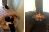  20 фото котов, которые творят глупые и смешные вещи