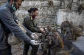 Голодные обезьяны без туристов в Катманду. ФОТО