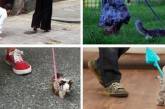 Что делать, если нет собаки: украинцам дали карантинный «совет» фотожабой