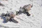 Долгожданное возвращение черепах после глобальной чистки индийского побережья. ФОТО