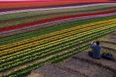 Цветущие поля тюльпанов в Германии. ФОТО