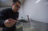 Зачем разводят комаров на специальном заводе в Китае. ФОТО