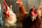 Недалеко от границы Украины зафиксирована вспышка птичьего гриппа