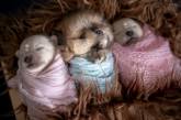 Новорожденные щенята померанского шпица в одеялках. ФОТО