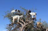 Козы из Марокко умеют лазать по деревьям. ФОТО