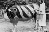 Почему британцы рисовали белые полосы на коровах во время Второй мировой. ФОТО