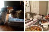 Коты и пицца — идеально сочетание, и вот 18 доказательств. ФОТО