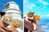 Дайкичи и Фуку-Чан — кошки, которые путешествуют вместе со своим хозяином. ФОТО