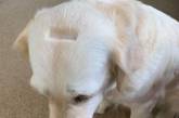 Хозяйка случайно постригла собаку, сделав похожей на копилку. ФОТО