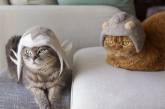 Милые котики в шапках из собственной шерсти. ФОТО