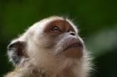 Американские ученые случайно поджарили 30 подопытных обезьян