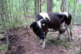 В Славгородском районе мужчина украл корову, чтобы расплатиться с долгами