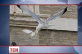 Папа Римский "нанял" ястреба для защиты голубей мира 