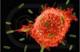 Раковые клетки попытаются "душить", удаляя из крови медь