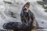 Жестокая схватка двух тюленей. ФОТО