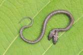 В Индии нашли двухголовую змею. ВИДЕО