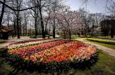 Фестивали цветущих тюльпанов в Нидерландах и Швейцарии. ФОТО