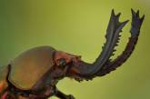 Впечатляющие макроснимки насекомых от Мофида Абу Шалвы. ФОТО